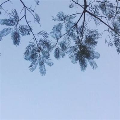 梦间集天鹅座无限钻石版下载